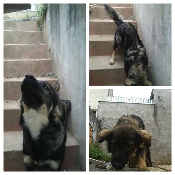 Cachorro ra a SRD idade 7 a 11 meses nome Spike