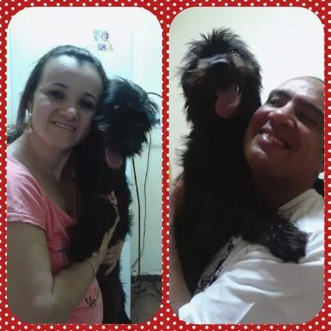 Cachorro ra a SRD idade 7 a 11 meses nome Spike