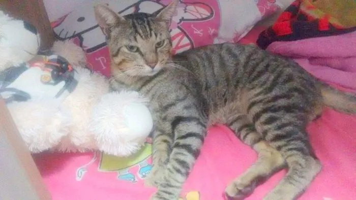 Gato ra a  idade 1 ano nome Apolo