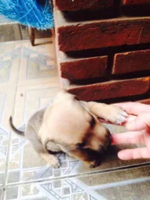 Cachorro raça SRD idade Abaixo de 2 meses nome filhotes