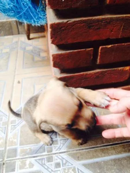 Cachorro ra a SRD idade Abaixo de 2 meses nome filhotes