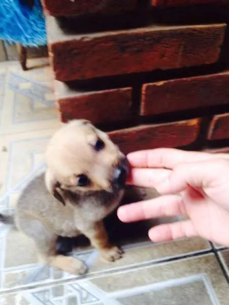 Cachorro ra a SRD idade Abaixo de 2 meses nome filhotes