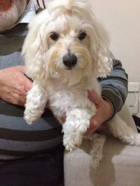 Cachorro ra a Maltês idade 6 ou mais anos nome Não seu