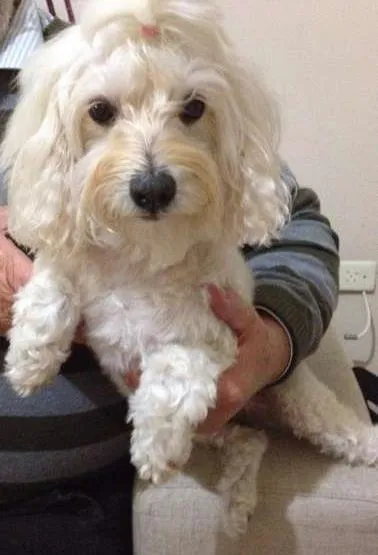 Cachorro ra a Maltês idade 6 ou mais anos nome Não seu