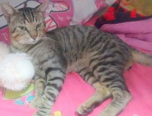 Gato ra a  idade 1 ano nome Apolo
