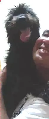 Cachorro raça SRD idade 7 a 11 meses nome Spike