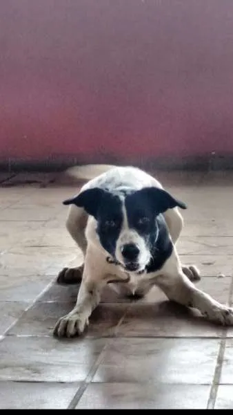 Cachorro raça mestiço idade 1 ano nome Jeyse