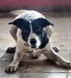 Cachorro raça mestiço idade 1 ano nome Jeyse