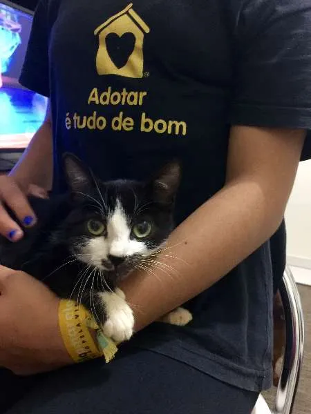 Gato ra a SRD idade 2 a 6 meses nome Frajola