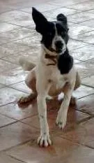 Cachorro raça mestiço idade 1 ano nome Jeyse