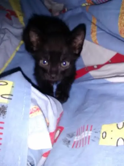 Gato raça SRD idade Abaixo de 2 meses nome S/N