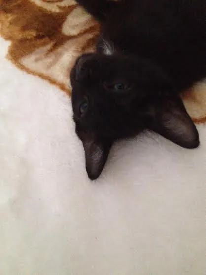 Gato raça SRD idade Abaixo de 2 meses nome S/N