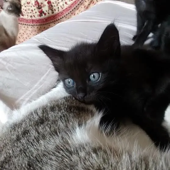 Gato raça SRD idade Abaixo de 2 meses nome S/N