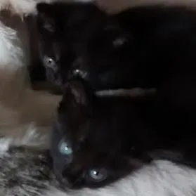 Gato raça SRD idade Abaixo de 2 meses nome S/N