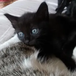 Gato raça SRD idade Abaixo de 2 meses nome S/N
