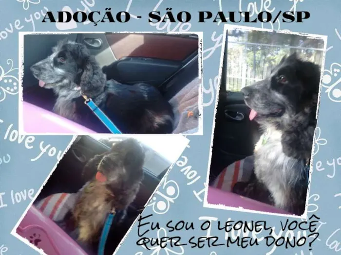 Cachorro ra a Cocker idade 2 anos nome Leonel