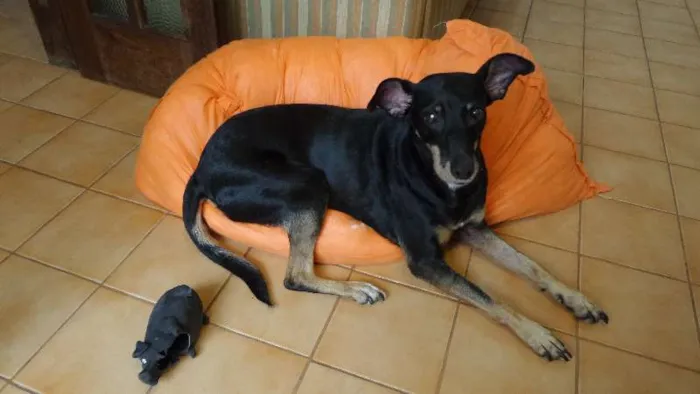 Cachorro ra a SRD idade 4 anos nome Nikita