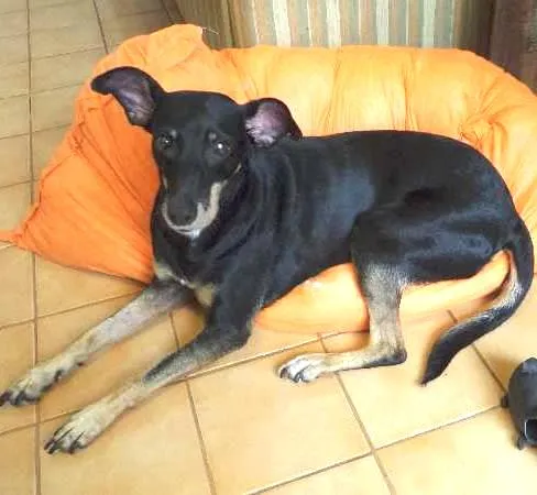 Cachorro ra a SRD idade 4 anos nome Nikita