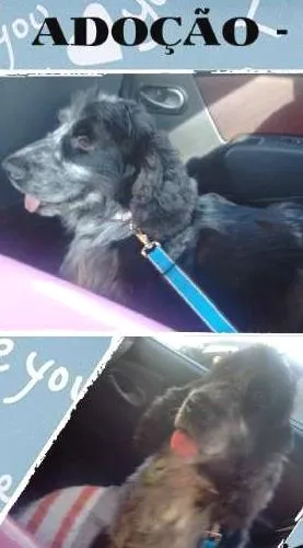 Cachorro raça Cocker idade 2 anos nome Leonel