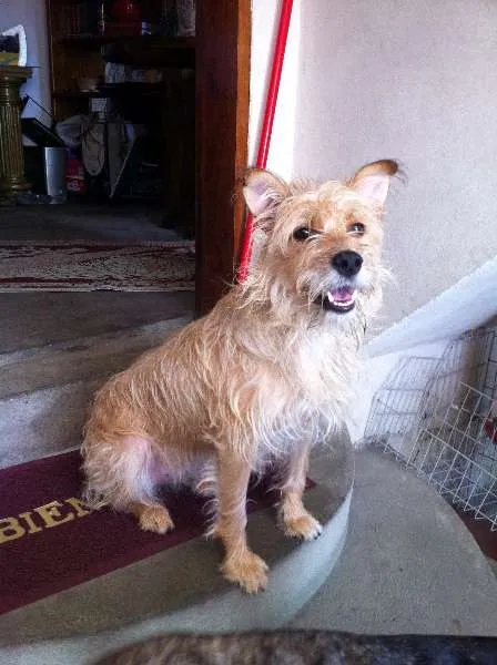 Cachorro ra a SRD idade 1 ano nome molly