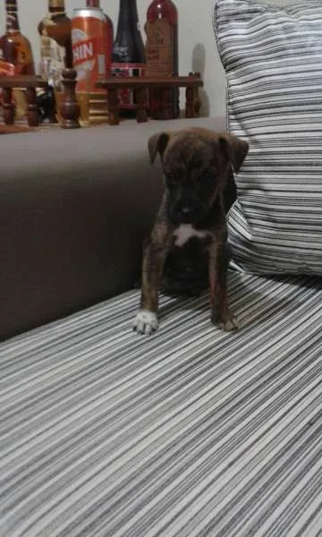 Cachorro ra a SRD idade 2 a 6 meses nome MOLE,POLO,BRISA