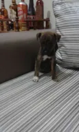 MOLE,POLO,BRISA