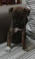 MOLE,POLO,BRISA