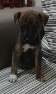 Cachorro raça SRD idade 2 a 6 meses nome MOLE,POLO,BRISA