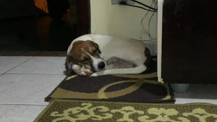 Cachorro ra a Beagle idade 2 a 6 meses nome Luna
