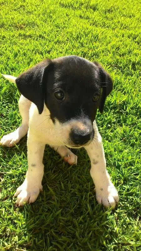Cachorro ra a indefinida idade 2 a 6 meses nome não tem