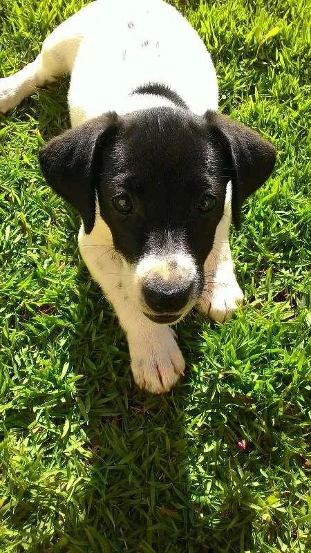 Cachorro ra a indefinida idade 2 a 6 meses nome não tem
