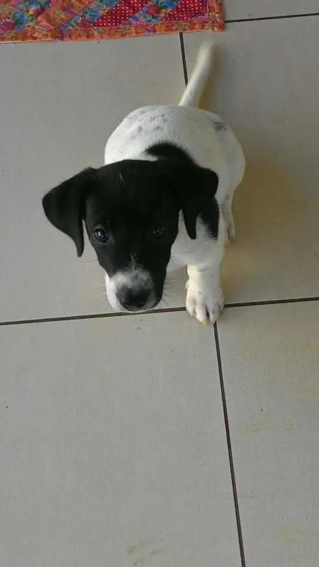 Cachorro ra a indefinida idade 2 a 6 meses nome não tem