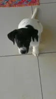 não tem