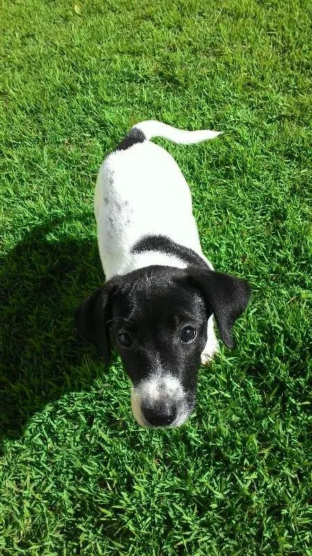 Cachorro ra a indefinida idade 2 a 6 meses nome não tem