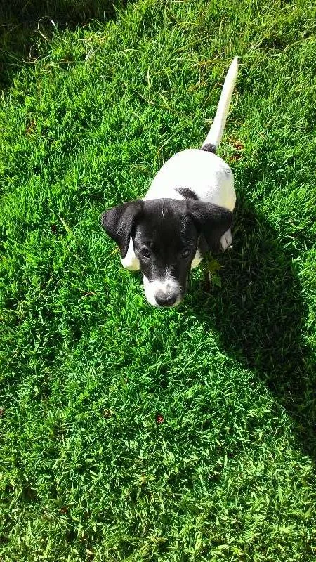 Cachorro ra a indefinida idade 2 a 6 meses nome não tem