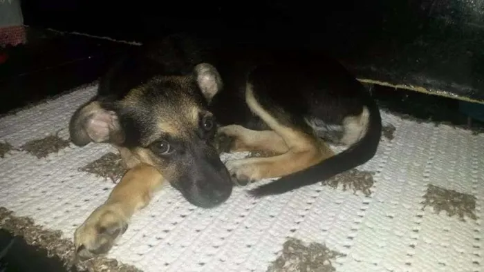 Cachorro raça vira lata idade 7 a 11 meses nome Chu