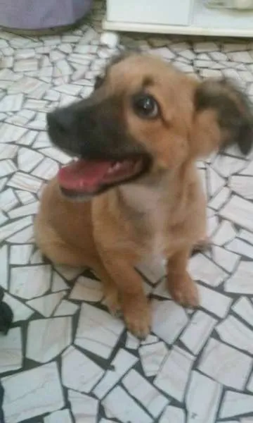 Cachorro ra a SRD idade 7 a 11 meses nome Bolota