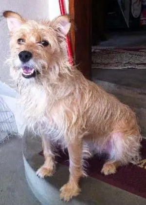 Cachorro raça SRD idade 1 ano nome molly