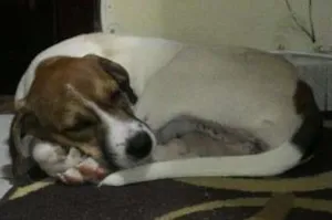 Cachorro raça Beagle idade 2 a 6 meses nome Luna