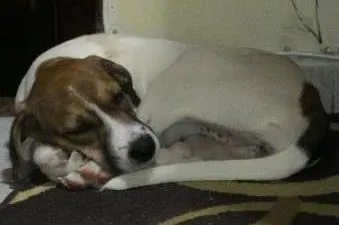 Cachorro ra a Beagle idade 2 a 6 meses nome Luna