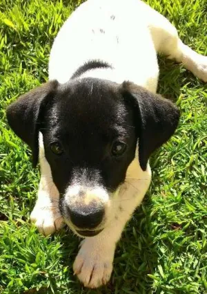 Cachorro raça indefinida idade 2 a 6 meses nome não tem