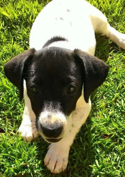 Cachorro ra a indefinida idade 2 a 6 meses nome não tem