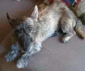 Cachorro raça Mix de Scottish Terrier idade 1 ano nome Yumi