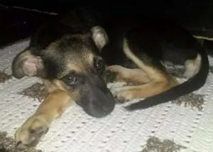 Cachorro raça vira lata idade 7 a 11 meses nome Chu