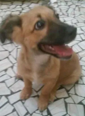 Cachorro raça SRD idade 7 a 11 meses nome Bolota