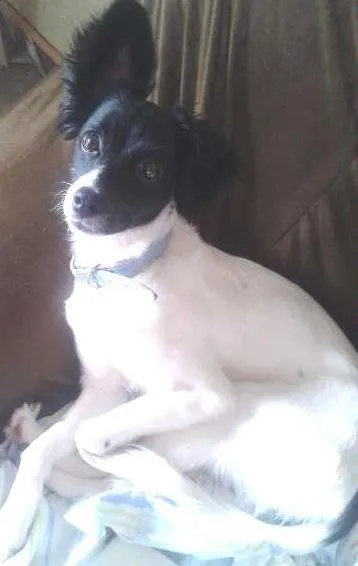 Cachorro ra a Sem Raça Definida idade 1 ano nome Mini GRATIFICA