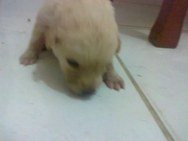 Cachorro raça pequena idade Abaixo de 2 meses nome sem nome