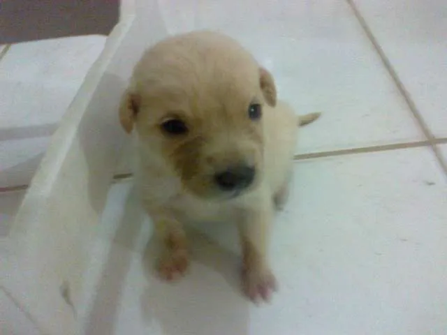 Cachorro raça pequena idade Abaixo de 2 meses nome sem nome