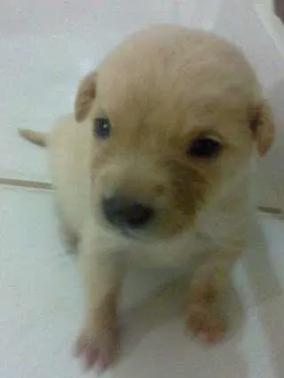 Cachorro raça pequena idade Abaixo de 2 meses nome sem nome