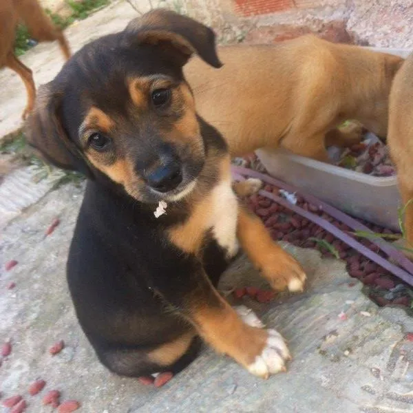 Cachorro raça Labrador com outra raça  idade Abaixo de 2 meses nome Sem nome